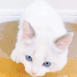 老肥赵邦贺的最新视频
